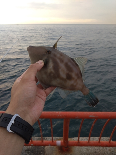 ウマヅラハギの釣果