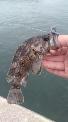 クロソイの釣果