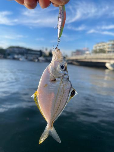 ヒイラギの釣果