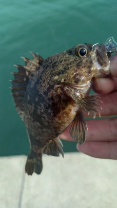 クロソイの釣果