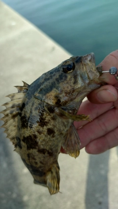 タケノコメバルの釣果