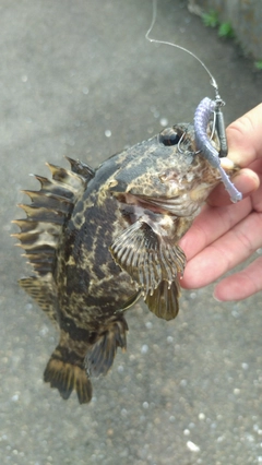 タケノコメバルの釣果