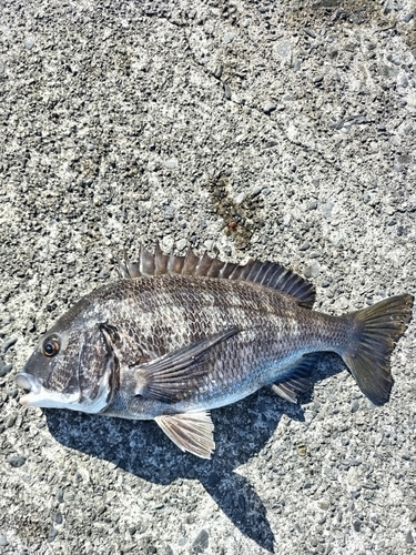 クロダイの釣果