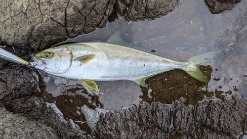 ヒラマサの釣果