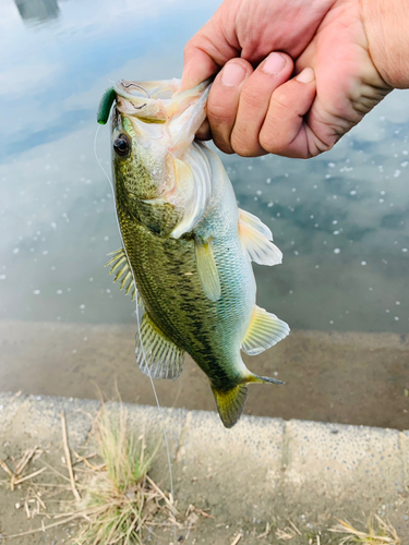 ラージマウスバスの釣果