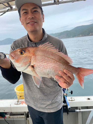 マダイの釣果