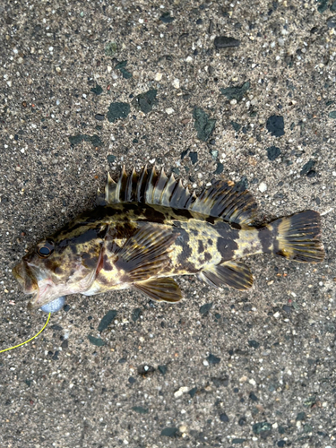 タケノコメバルの釣果