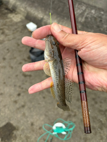 東京湾（アクアライン〜富津）