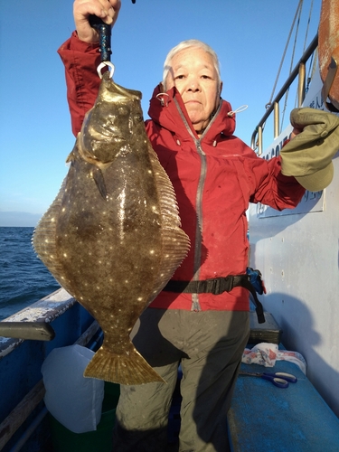 ヒラメの釣果