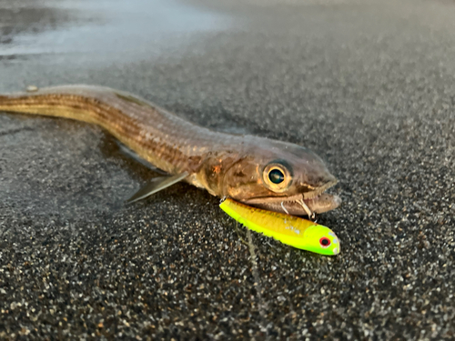 エソの釣果