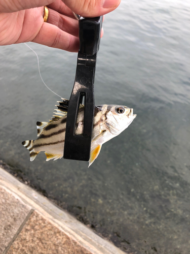 コトヒキの釣果