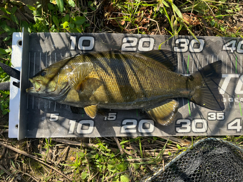 スモールマウスバスの釣果