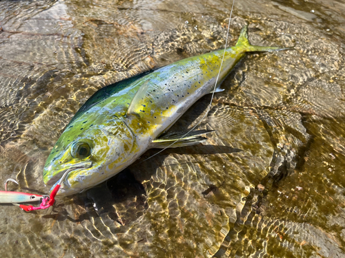 シイラの釣果