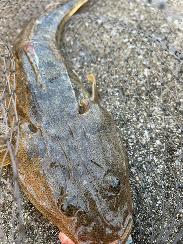 マゴチの釣果