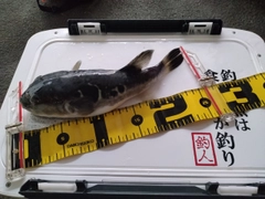 トラフグの釣果