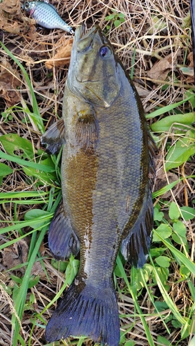 スモールマウスバスの釣果