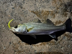 スズキの釣果