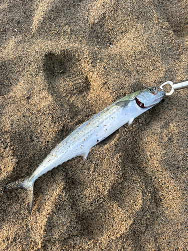 サゴシの釣果