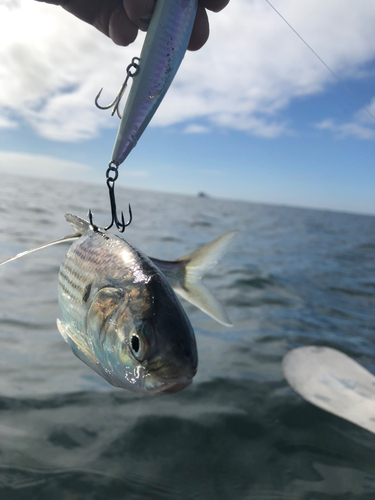 コノシロの釣果