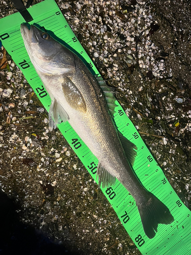 シーバスの釣果