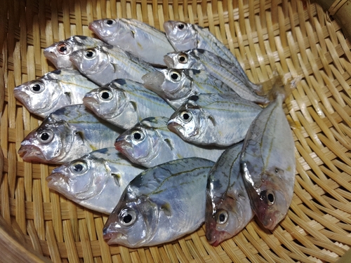 ヒイラギの釣果