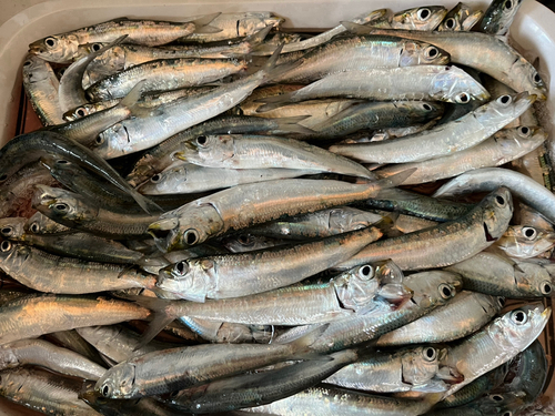 イワシの釣果