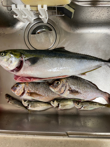 ハマチの釣果