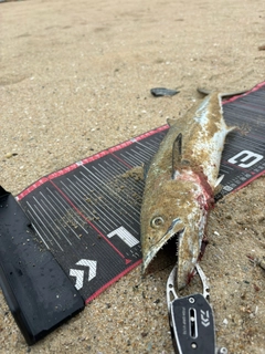 サゴシの釣果