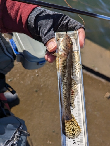 ハゼの釣果