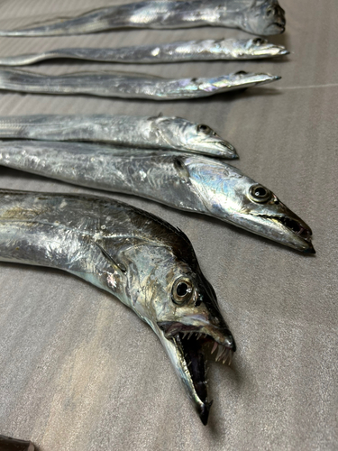 タチウオの釣果