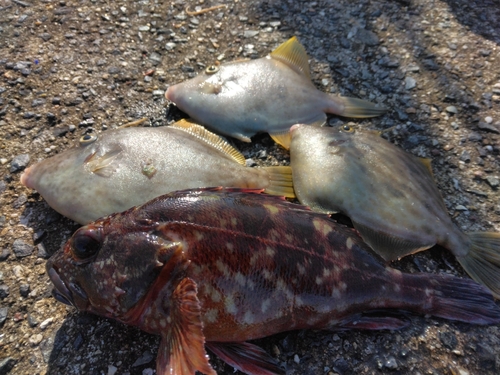 カワハギの釣果