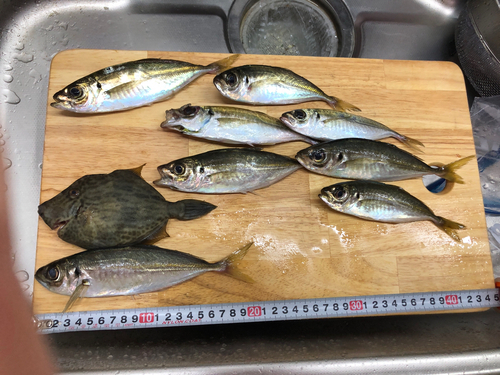 アジの釣果