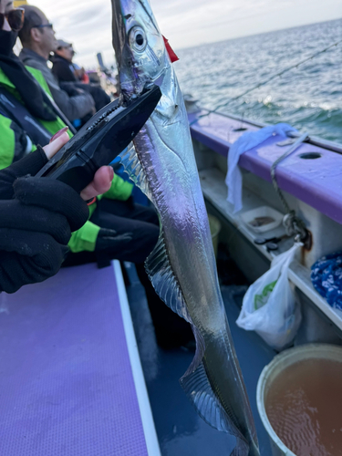 タチウオの釣果