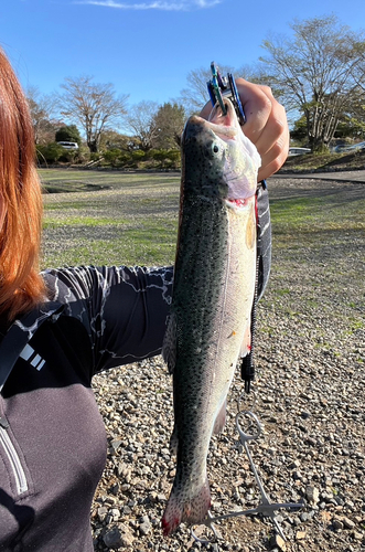 ニジマスの釣果