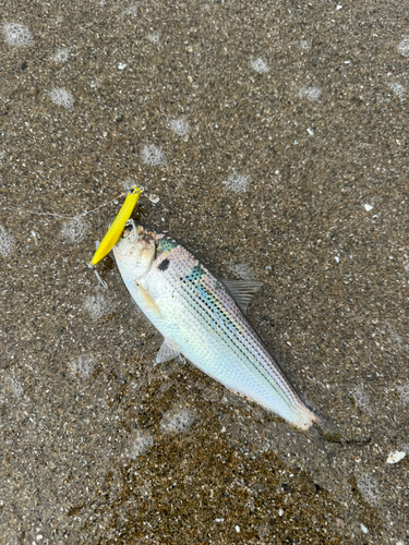 コノシロの釣果