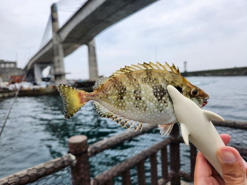 アイゴの釣果