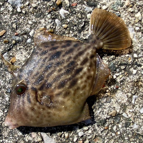 カワハギの釣果