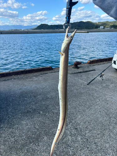 ハモの釣果