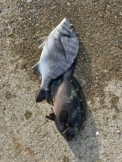 クロダイの釣果