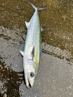 サゴシの釣果