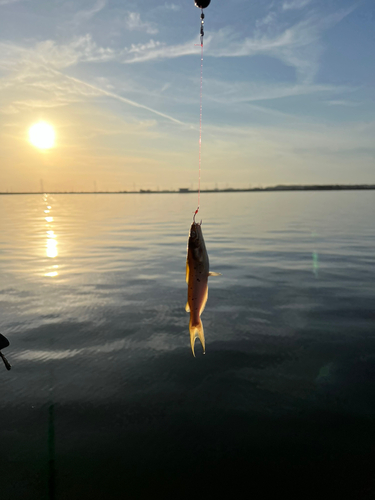 アメリカナマズの釣果