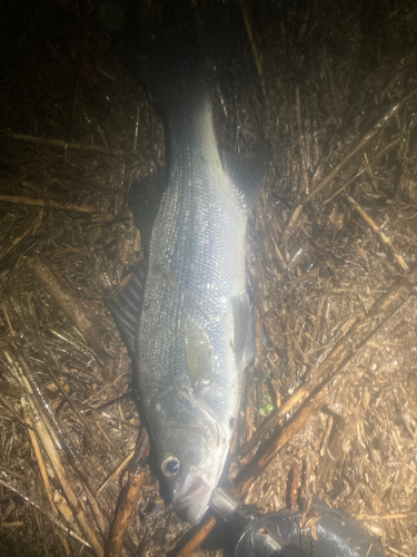 フッコ（マルスズキ）の釣果