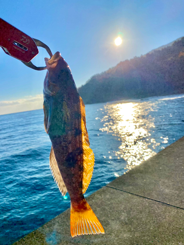 アイナメの釣果