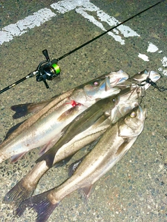 シーバスの釣果