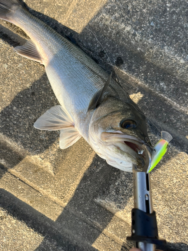 シーバスの釣果