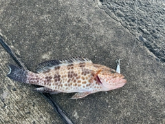 オオモンハタの釣果