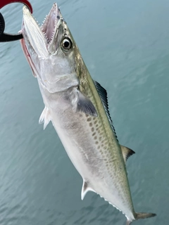 サゴシの釣果