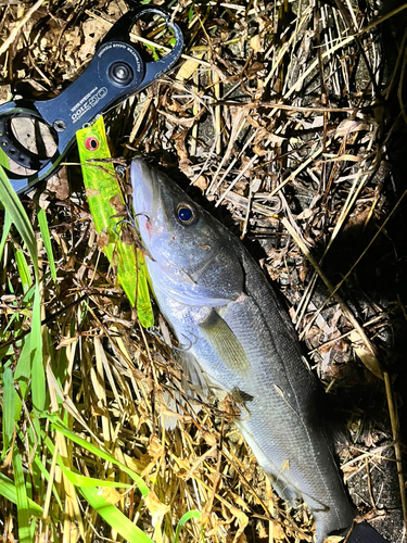 フッコ（マルスズキ）の釣果