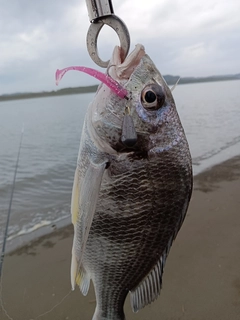 キビレの釣果