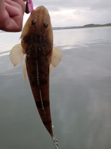 コチの釣果